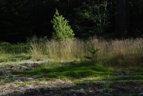 usvakorpi: A strangely artistic composition of coniferos trees, grasses, moss and lichen. ©Usva