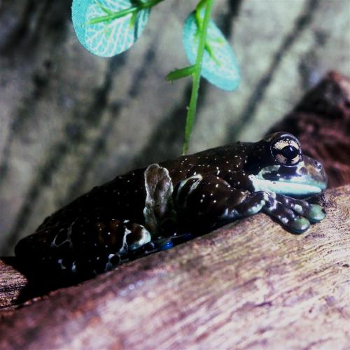 Amazon Milk Frog.