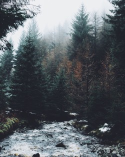 dpcphotography:  Today’s mood 🌲🌫