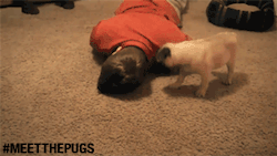 meetthepugs:  I WANNA KISS YOU 