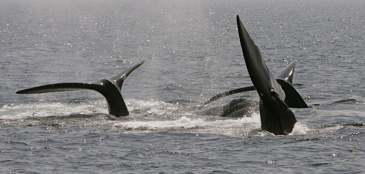 guardian:  250 endangered whales return to Cape Cod  Their increasing presence in