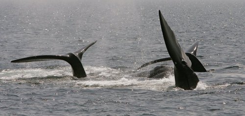 Sex guardian:  250 endangered whales return to pictures