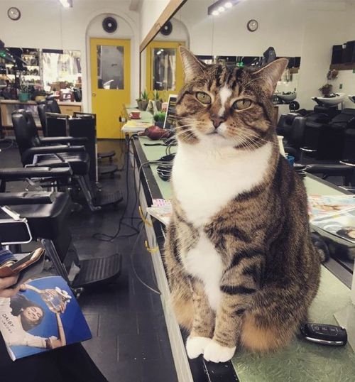 catsbeaversandducks:  Cat Helps Run Hair porn pictures