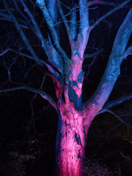 The Enchanted Wood, Part IIWestonbirt Arboretum, Gloucestershire, December 2013It&rsquo;s such a mag