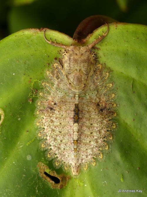 onenicebugperday:Owlfly Larva by Andreas Kay