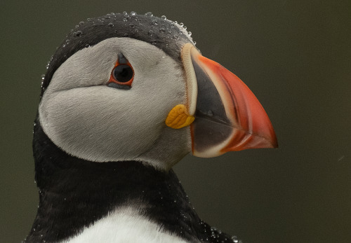 Close up of a Puffins, which are really beautiful birds and really fun to photograph.