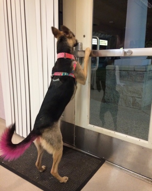 NoseWork class and a pink tail