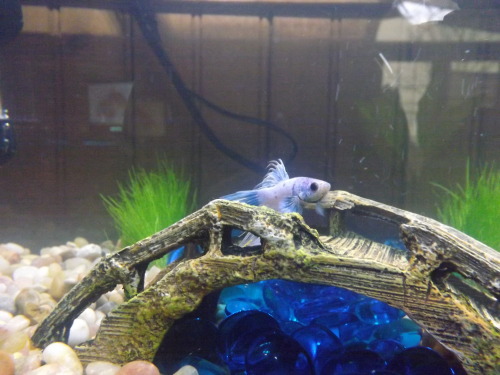 milo-the-betta: Milo! He’s a Crowntail Betta. These pictures don’t really do him justice