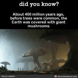 did-you-kno:  About 400 million years ago, before trees were common, the Earth was covered with giant mushrooms.  Source