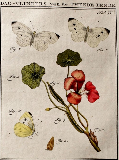wapiti3: Insects of the Netherlands, illustrated from Life.  ; By Sepp, Jan Christiaan, 1739-18
