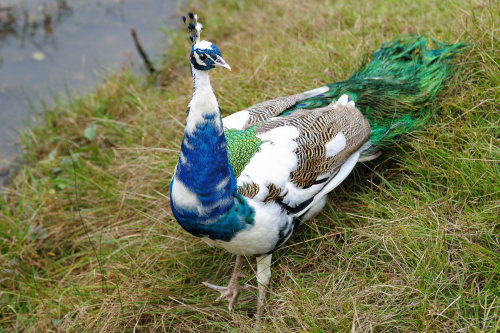 jeffreymann:Piebald Peacock.This is a piebald peacock: a result of a genetic mutation. Imperfect thi