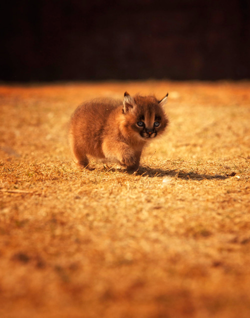 for-redheads:Ginger Animal of the WeekCaracal / Desert Lynx (Caracal caracal)Photos  |   [1] Caracal