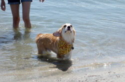 omelettethecorgi:  He’s so proud that he swam all by himself