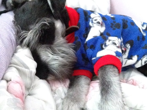 Mi Bebé ❤️ #schnauzer