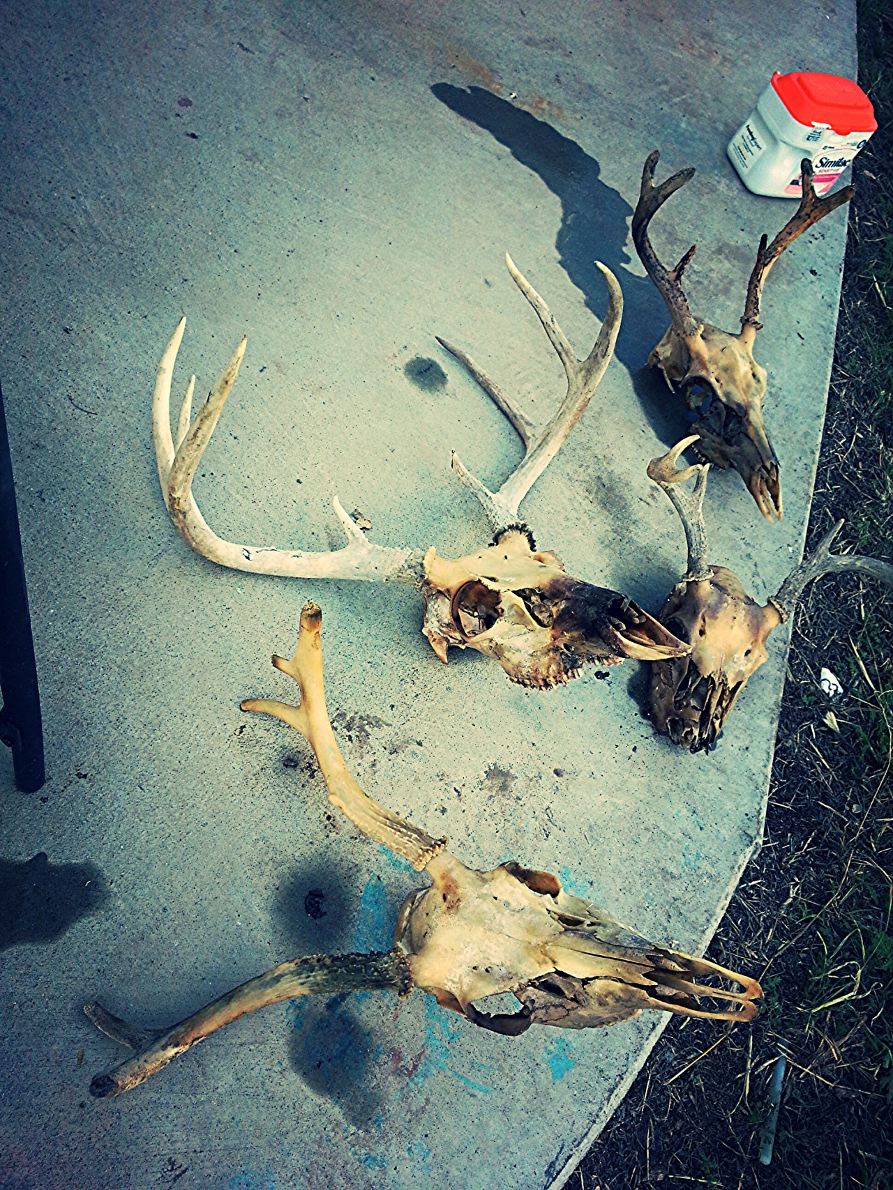 bonesetcetera:  jnasty36:  Checked my maceration buckets and these are the bones