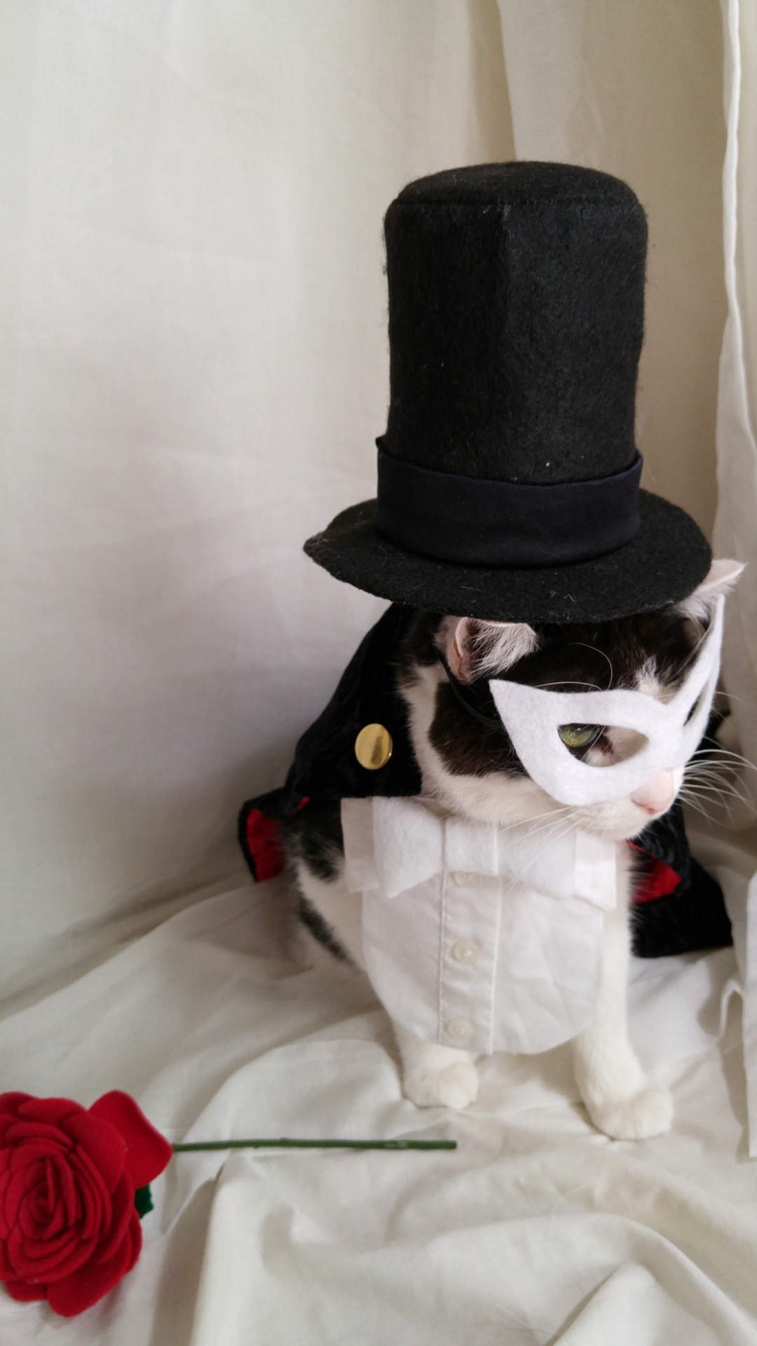 timeywimeyjedi:  I finally finished Cosmo’s Tuxedo Mask costume! 💗🎩🐈🌹💗