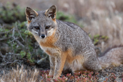 An island fox photographed by Chien Lee for The New York Times, April 2016.