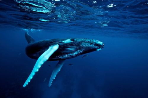 Humpback whale, Dominican Republic. Pic by Wilfried Niedermayr