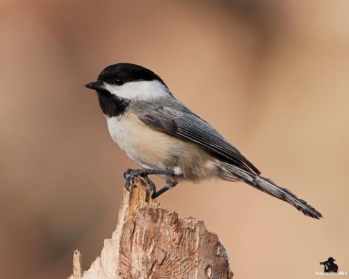 Black-capped Chickadee. They&rsquo;re so fun to photograph! I actually think they like taking pictur