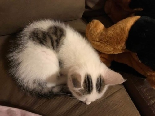 diary-of-a-chinese-kid:When the cat curls up just right to make a heart