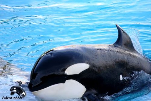 orca-stalker: Rest in peace Freya. Such sudden, tragic news. (All photos belong to their watermarked