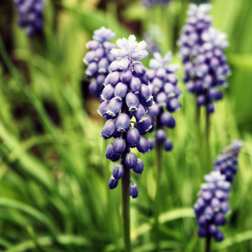 muscari by RickHaigh