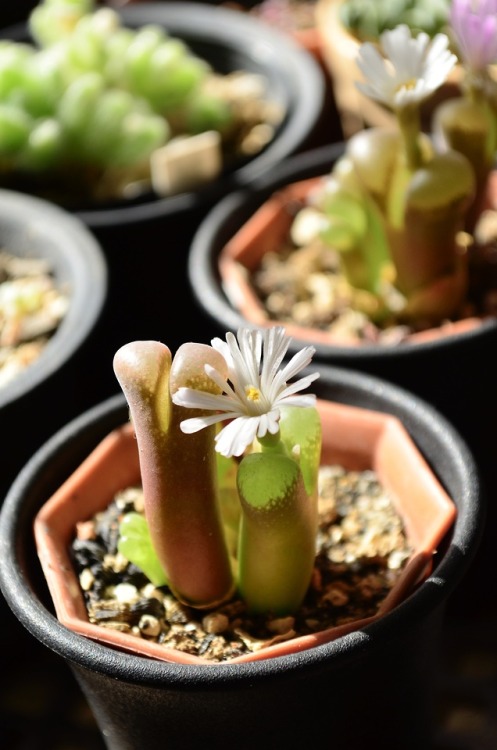 2019.10.21Ophthalmophyllum verrucosumオフタルモ  ベルコーサム別株も初めて花を咲かせました