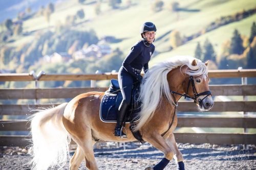 horsesarecreatures:Strike - Haflinger