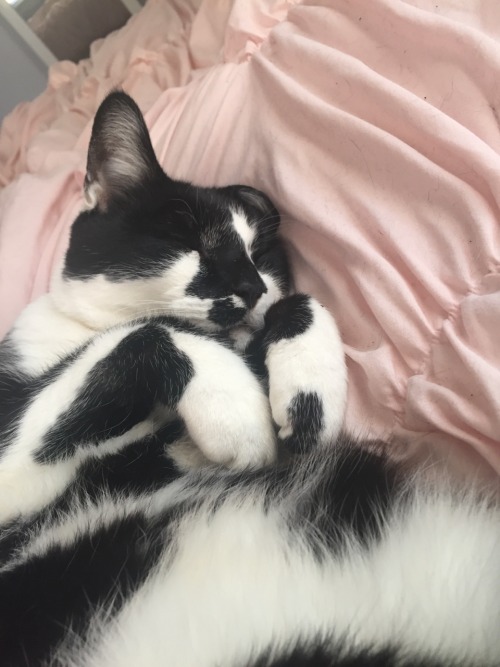 my aunts cat felix is honestly way too cute when hes sleepin.(submitted by @minty-angel)