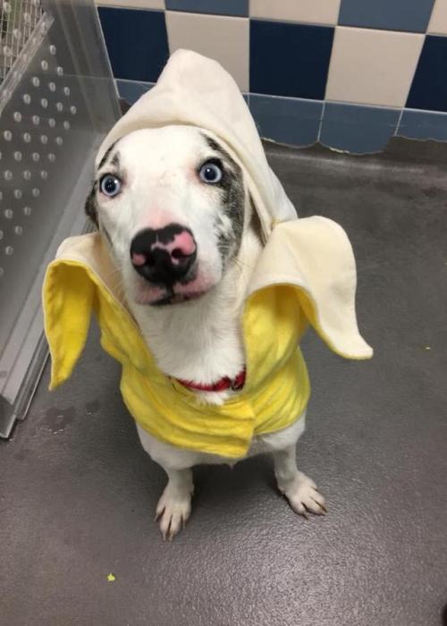 I work for my local animal shelter. One of our dogs went as a banana. He was the star.