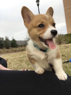 World of Corgi