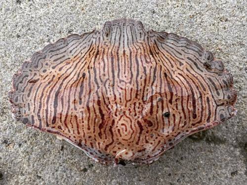 Exquisite #crabcarapace, my one good find from yesterday&rsquo;s beach walk. #beachcombingfinds #cra