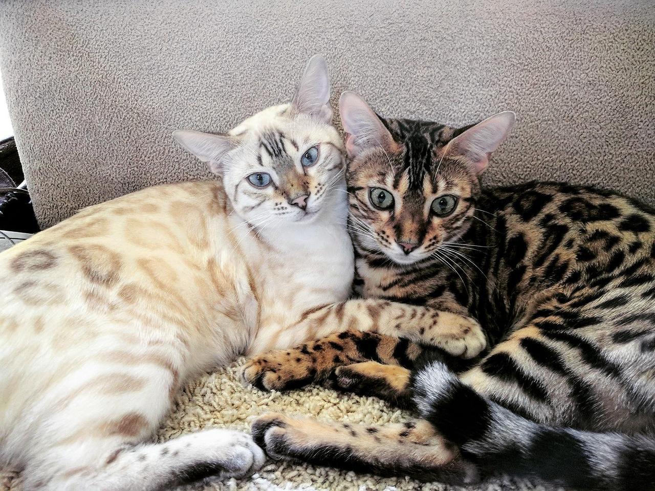 awwww-cute:  Bonded bengal sisters (Source: http://ift.tt/2xcqBip)  😍