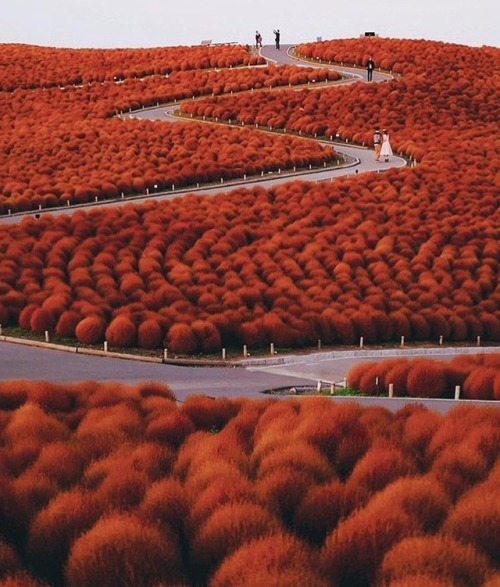 The scrubby little kochia plants, otherwise known as summer cypress, are not much to look at for most of the year, but at the end of the wet season they take on an extraordinary brilliant red color, lending them the name “Burning bush.” In Japan at...