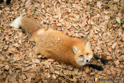 everythingfox:  A well toasted loaf