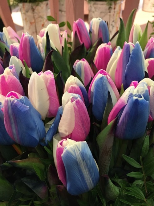 charmstrangeandbeauty - Bisexual pride tulips