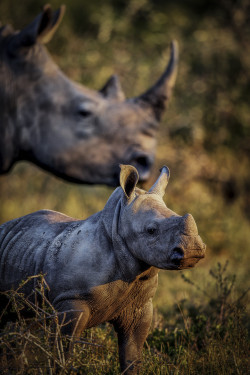 llbwwb:  (via 500px / Mothers Watchful Eye by Chris Fischer) 