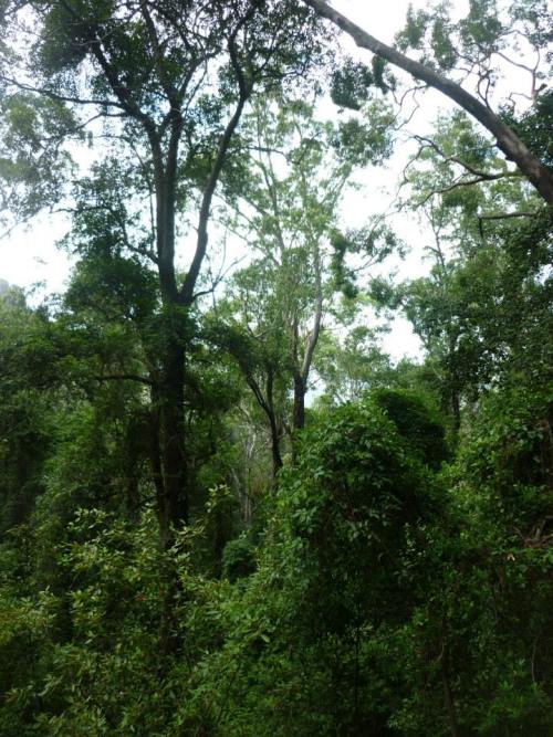 dubistmireine: Rain Forest // Blue Mountains (Australia)Ermelyn, 02//2014