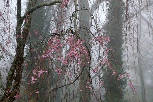 thetwilightgarden:foggy spring morning by Molly Deanwww.mollydean.com