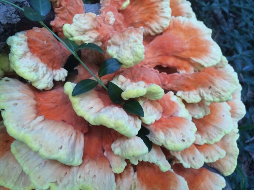 Technically called &ldquo;sulphur shelf mushroom,&rdquo; Chicken of the Woods is easy to spo