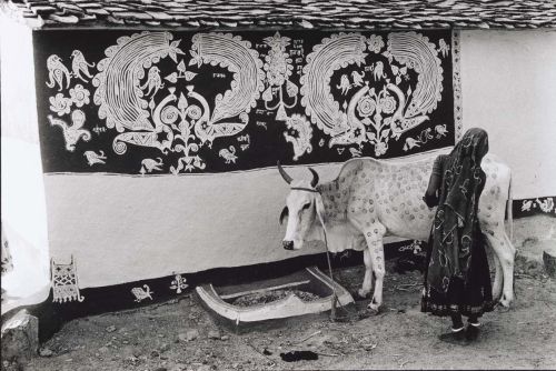 Jyoti Bhatt.  A woman decorating a bullock for the Gordhan Festival, Rajasthan 1989. 