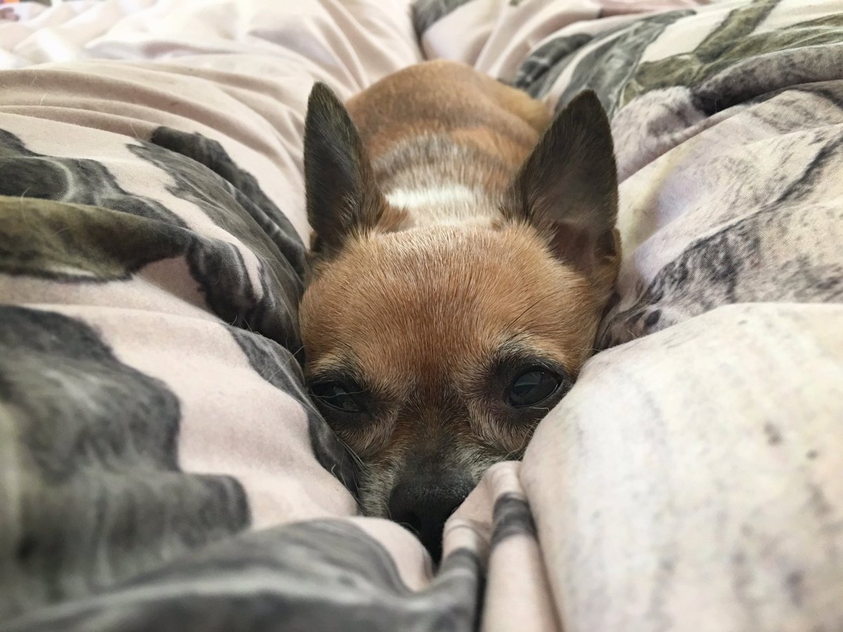 vividvivka:  Torpedo wolf, snuggled down in my legs.   Patreon | Facebook | Instagram