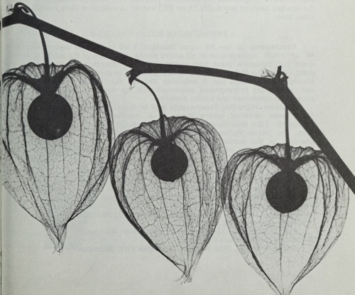 nemfrog:  X-rays of Chinese Lantern plant flowers by Albert G. Richards. Michigan botanist. January 1963. Cover photo.Internet Archive