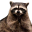 raccooninnit