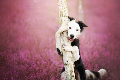 coffee-tea-and-sympathy:  Alicja Zmyslowska is a pet photographer based in Poland that takes incredibly vibrant and lively portraits of dogs for a living. 