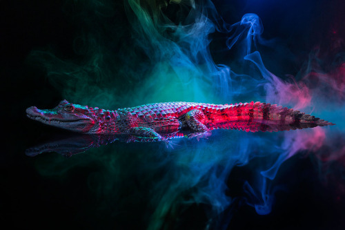 moon83:  Animal Lectures #01 Caiman crocodilus by Andrew McGibbon WWW // Behance // Tumblr 