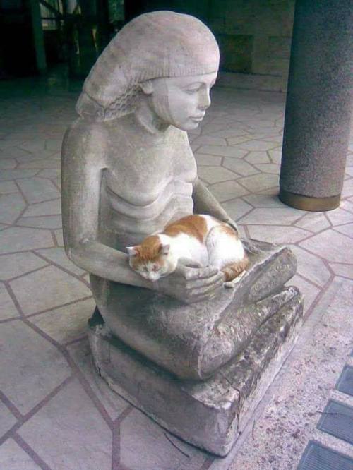 amntenofre:the scribe’s cat