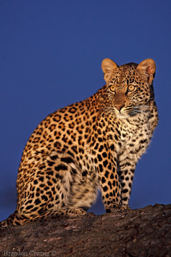Bendhur   llbwwb:  Leopard Stare by Brendon