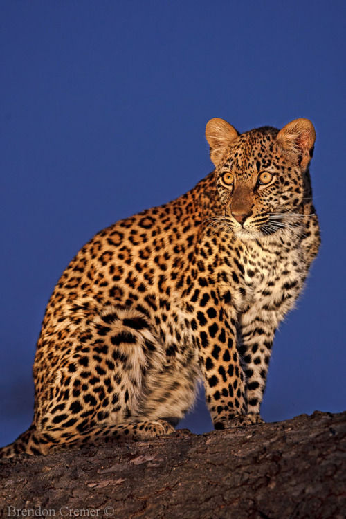 Bendhur llbwwb: Leopard Stare by Brendon Cremer