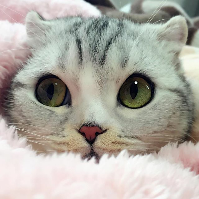 culturenlifestyle: Instagram Is Obsessed With This Adorable Kitty With Huge Eyes